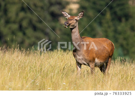 Female red deer chewing grass on meadow in summer nature Female red deer chewing grass on meadow in summer nature 76333925
