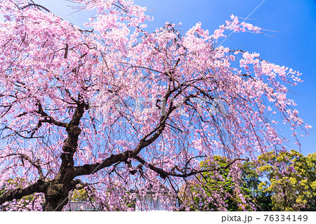 《東京都》皇居の枝垂れ桜・大手門 《東京都》皇居の枝垂れ桜・大手門 76334149