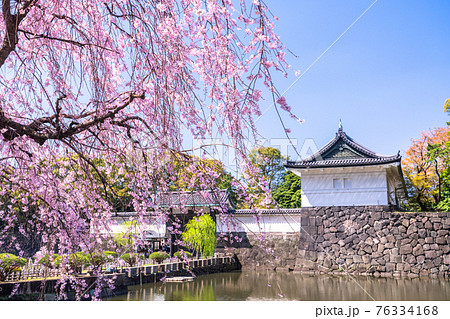 《東京都》皇居の枝垂れ桜・大手門 76334168
