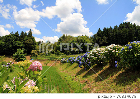 能勢の里山と紫陽花 能勢の里山と紫陽花 76334678