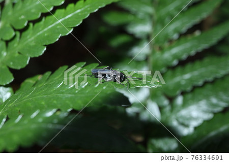 クモバチ科ハチ？ 76334691