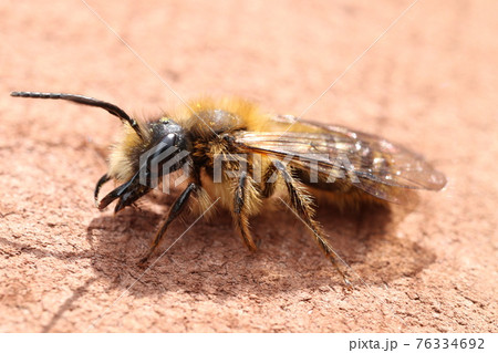 日光浴するヒメハナバチ科ハチ 76334692