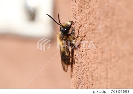 日光浴するヒメハナバチ科ハチ 76334693
