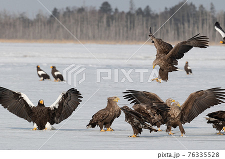 風蓮湖 冬景色 風蓮湖 冬景色 76335528