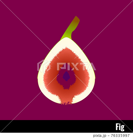 フルーツシリーズ イチジクの断面イラスト インテリア 食育 英単語の勉強に使える素材です のイラスト素材