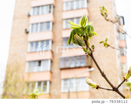 new leaves of horse-chestnut and tower building 76336112