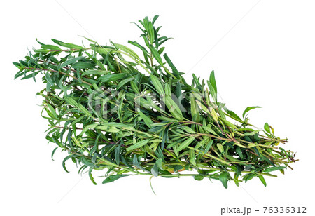 bunch of fresh hyssop (hyssopus) herb cutout bunch of fresh hyssop (hyssopus) herb cutout 76336312