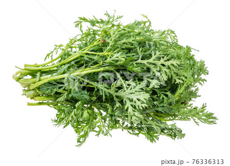 fresh edible chrysanthemum greens cutout 76336313