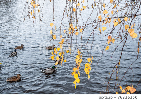 yellow leaves of birch tree over pond with ducks yellow leaves of birch tree over pond with ducks 76336350