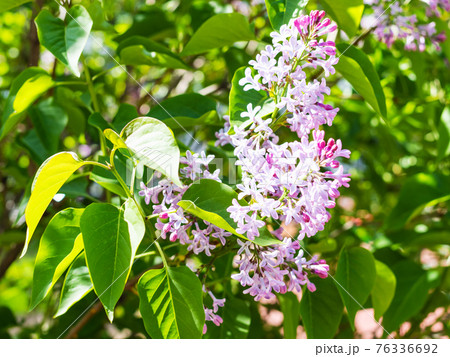 pink flowers of Common Lilac illuminated by sun pink flowers of Common Lilac illuminated by sun 76336692