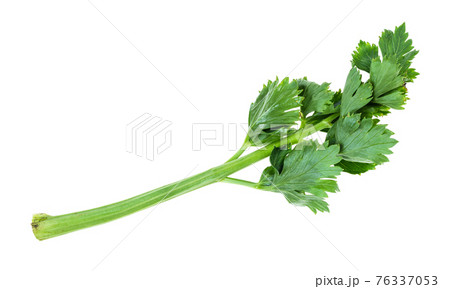 fresh green twig of celery plant cutout on white 76337053