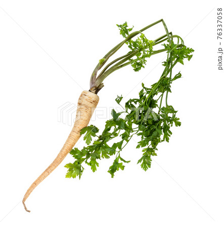 fresh organic garden parsley with root and foliage 76337058