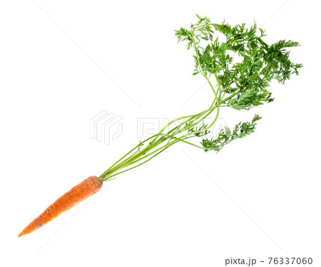 fresh organic garden carrot with greens cutout 76337060