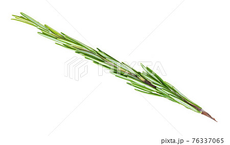 twig of fresh rosemary herb cutout on white 76337065