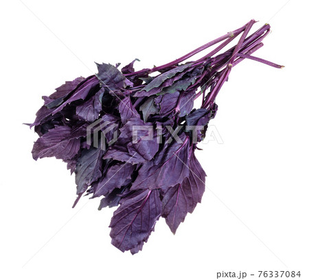 bundle of fresh dark purple basil cutout on white 76337084