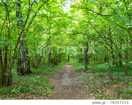 pathway in green city park in summer day 76337253