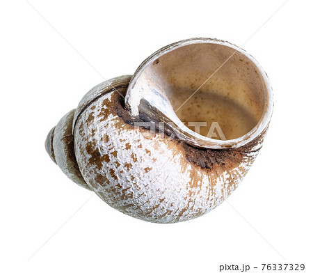 dried empty shell of snail cutout on white 76337329