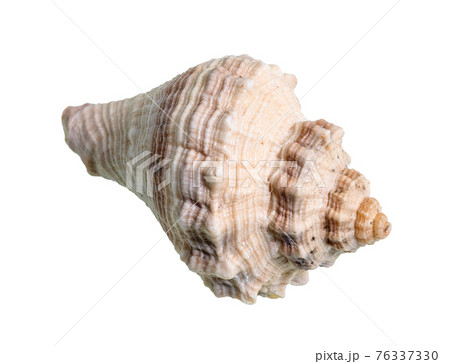 dried shell of whelk mollusk cutout on white dried shell of whelk mollusk cutout on white 76337330