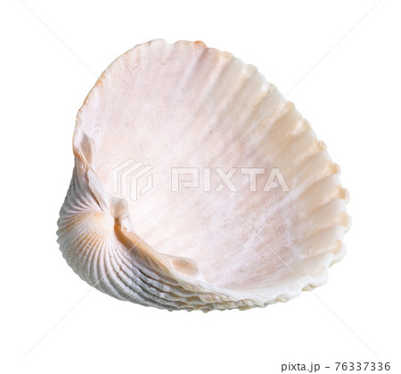 dried empty pink shell of cockle cutout on whiteの写真素材