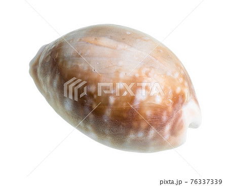 dried shell of cowry cutout on white dried shell of cowry cutout on white 76337339