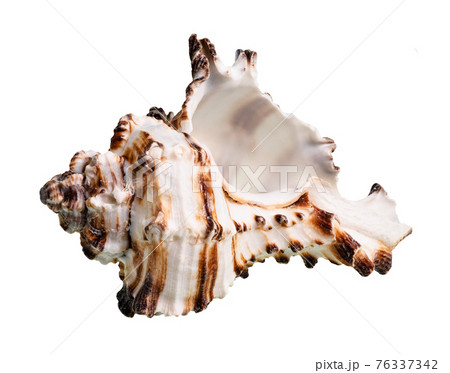 empty white conch of muricidae mollusk cutout empty white conch of muricidae mollusk cutout 76337342