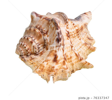 dried shell of sea mollusc cutout on white 76337347