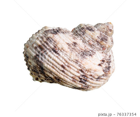 conch of whelk mollusc cutout on white conch of whelk mollusc cutout on white 76337354