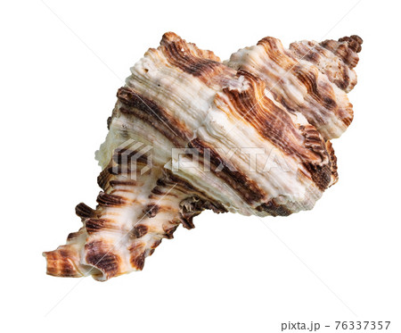 dried shell of muricidae mollusk cutout on white 76337357