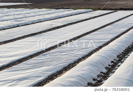 A farm field covered with a white spunbond membrane to protect young potato bushes from low temperatures and unstable weather. Getting an early harvest of potatoes for sale and export at a high price. 76338001