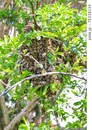 Swarm of bees on a tree branch in spring. Swarming honey bees on a fruit tree branch, after splitting in a distinct honey bee colony. Natural reproduction of a swarm accompanied by a queen bee. Photo. 76338134