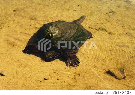 Greenback Snapping Turtle Set 76338407