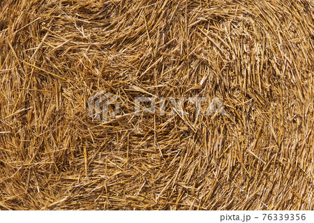 texture of yellow straw twisted into a roll, close-up texture of yellow straw twisted into a roll, close-up 76339356
