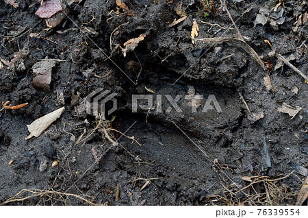 Whitetail Deer Print 76339554