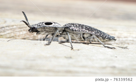 Eyed Elater - Alaus Oculatus 76339562