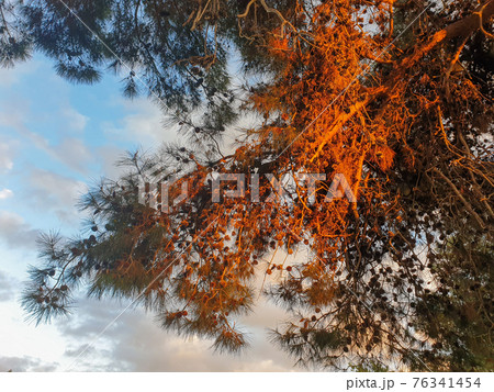 Beautifully lit pine tree in Athalassa Park, Nicosia, Cyprus on a beautiful sunny afternoon Beautifully lit pine tree in Athalassa Park, Nicosia, Cyprus on a beautiful sunny afternoon 76341454