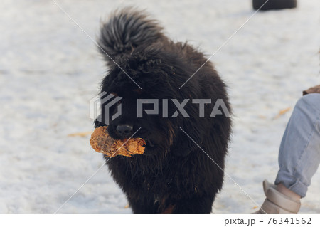 Bitch dog breed Tibetan Mastiff standing in the snow. 76341562