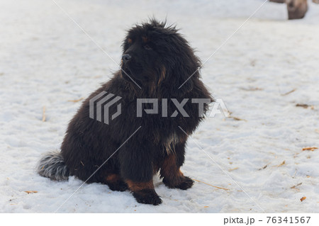 Bitch dog breed Tibetan Mastiff standing in the snow. Bitch dog breed Tibetan Mastiff standing in the snow. 76341567