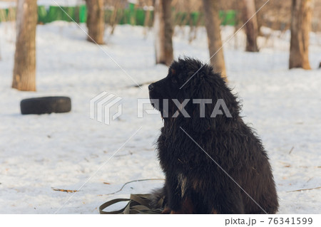 Bitch dog breed Tibetan Mastiff standing in the snow. Bitch dog breed Tibetan Mastiff standing in the snow. 76341599