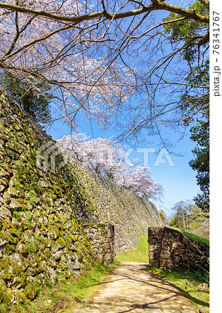彦根城 (3月 桜 晴れ) 76341767