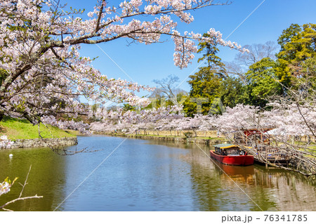 彦根城 (3月 桜 晴れ) 76341785