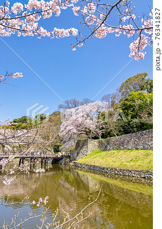 彦根城 (3月 桜 晴れ) 76341827