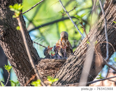 Thrush fieldfare feeding chicks with earthworms. Thrush, Turdus pilaris, with new born babies in the nest. Thrush fieldfare feeding chicks with earthworms. Thrush, Turdus pilaris, with new born babies in the nest. 76341988