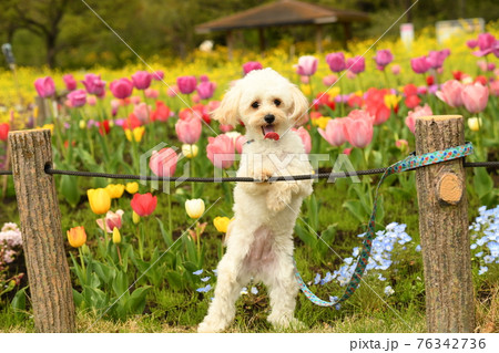 チューリップ畑のマルプー 76342736