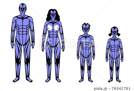 Human muscular system 76342761