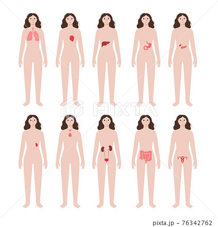 Internal organs in female body 76342762