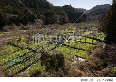 筏場のわさび田 76342808