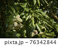 Green almonds growing and ripening on the branches of an almond tree wrapped in green leaves 76342844