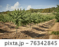 Planting and growing almond trees in spring 76342845