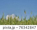 Hordeum vulgare. Common field grasses over blue sky and clouds 76342847