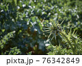 Carthamus flower. Spiny wild plant with sharp tips 76342849